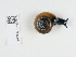 ( - NHMUK014536935)  @11 [ ] Unspecified (default): All Rights Reserved  Unspecified Unspecified