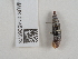  ( - NHMUK014536973)  @11 [ ] Unspecified (default): All Rights Reserved  Unspecified Unspecified