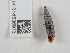  ( - NHMUK014536973)  @11 [ ] Unspecified (default): All Rights Reserved  Unspecified Unspecified