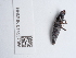  ( - NHMUK014537056)  @11 [ ] Unspecified (default): All Rights Reserved  Unspecified Unspecified