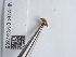  ( - NHMUK014537308)  @11 [ ] Unspecified (default): All Rights Reserved  Unspecified Unspecified