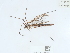  (Tipula maxima - NHMUK014543745)  @11 [ ] Unspecified (default): All Rights Reserved  Unspecified Unspecified