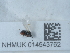  ( - NHMUK014543762)  @11 [ ] Unspecified (default): All Rights Reserved  Unspecified Unspecified