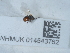  ( - NHMUK014543762)  @11 [ ] Unspecified (default): All Rights Reserved  Unspecified Unspecified