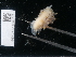  ( - NHMUK014543771)  @11 [ ] Unspecified (default): All Rights Reserved  Unspecified Unspecified