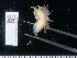  ( - NHMUK014543771)  @11 [ ] Unspecified (default): All Rights Reserved  Unspecified Unspecified