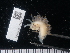  ( - NHMUK014543771)  @11 [ ] Unspecified (default): All Rights Reserved  Unspecified Unspecified