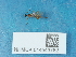  ( - NHMUK014543782)  @11 [ ] Unspecified (default): All Rights Reserved  Unspecified Unspecified