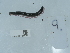  ( - NHMUK014551759)  @11 [ ] Unspecified (default): All Rights Reserved  Unspecified Unspecified