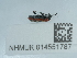  ( - NHMUK014551787)  @11 [ ] Unspecified (default): All Rights Reserved  Unspecified Unspecified