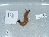  ( - NHMUK014551813)  @11 [ ] Unspecified (default): All Rights Reserved  Unspecified Unspecified