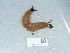  ( - NHMUK014551813)  @11 [ ] Unspecified (default): All Rights Reserved  Unspecified Unspecified