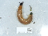  ( - NHMUK014551813)  @11 [ ] Unspecified (default): All Rights Reserved  Unspecified Unspecified