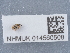  ( - NHMUK014560508)  @11 [ ] Unspecified (default): All Rights Reserved  Unspecified Unspecified