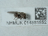  ( - NHMUK014561552)  @11 [ ] Unspecified (default): All Rights Reserved  Unspecified Unspecified