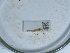  ( - NHMUK014562135)  @11 [ ] Unspecified (default): All Rights Reserved  Unspecified Unspecified