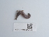 ( - NHMUK014562478)  @11 [ ] Unspecified (default): All Rights Reserved  Unspecified Unspecified