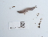  ( - NHMUK014562480)  @11 [ ] Unspecified (default): All Rights Reserved  Unspecified Unspecified