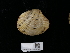  ( - NHMUK014562540)  @11 [ ] Unspecified (default): All Rights Reserved  Unspecified Unspecified