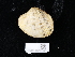  ( - NHMUK014562540)  @11 [ ] Unspecified (default): All Rights Reserved  Unspecified Unspecified