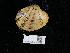  ( - NHMUK014562541)  @11 [ ] Unspecified (default): All Rights Reserved  Unspecified Unspecified