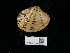  ( - NHMUK014562541)  @11 [ ] Unspecified (default): All Rights Reserved  Unspecified Unspecified