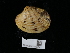  ( - NHMUK014562541)  @11 [ ] Unspecified (default): All Rights Reserved  Unspecified Unspecified
