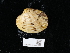  ( - NHMUK014562541)  @11 [ ] Unspecified (default): All Rights Reserved  Unspecified Unspecified