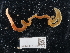  ( - NHMUK014562542)  @11 [ ] Unspecified (default): All Rights Reserved  Unspecified Unspecified