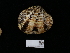  ( - NHMUK014562544)  @11 [ ] Unspecified (default): All Rights Reserved  Unspecified Unspecified