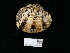  ( - NHMUK014562544)  @11 [ ] Unspecified (default): All Rights Reserved  Unspecified Unspecified