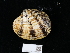  ( - NHMUK014562544)  @11 [ ] Unspecified (default): All Rights Reserved  Unspecified Unspecified