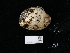  ( - NHMUK014562545)  @11 [ ] Unspecified (default): All Rights Reserved  Unspecified Unspecified