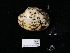  ( - NHMUK014562545)  @11 [ ] Unspecified (default): All Rights Reserved  Unspecified Unspecified