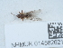  (Aphelonyx - NHMUK014562621)  @11 [ ] Unspecified (default): All Rights Reserved  Unspecified Unspecified