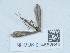  (Euleioptilus tephradactyla - NHMUK014562646)  @11 [ ] Unspecified (default): All Rights Reserved  Unspecified Unspecified