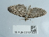  ( - NHMUK014584934)  @11 [ ] Unspecified (default): All Rights Reserved  Unspecified Unspecified