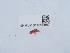  ( - NHMUK014598887)  @11 [ ] Unspecified (default): All Rights Reserved  Unspecified Unspecified