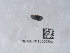  ( - NHMUK015050587)  @11 [ ] Unspecified (default): All Rights Reserved  Unspecified Unspecified