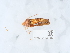  (Plusia putnami - NHMUK015054453)  @11 [ ] Unspecified (default): All Rights Reserved  Unspecified Unspecified