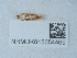  ( - NHMUK015054469)  @11 [ ] Unspecified (default): All Rights Reserved  Unspecified Unspecified