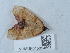  ( - NHMUK015054508)  @11 [ ] Unspecified (default): All Rights Reserved  Unspecified Unspecified
