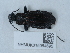 (Carabus granulatus calabricus - NHMUK015054695)  @11 [ ] Unspecified (default): All Rights Reserved  Unspecified Unspecified