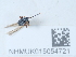  (Zaglyptus varipes - NHMUK015054721)  @11 [ ] Unspecified (default): All Rights Reserved  Unspecified Unspecified