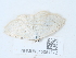  (Scopula immutata - NHMUK015054772)  @11 [ ] Unspecified (default): All Rights Reserved  Unspecified Unspecified
