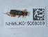  ( - NHMUK015058559)  @11 [ ] Unspecified (default): All Rights Reserved  Unspecified Unspecified