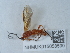  ( - NHMUK015058590)  @11 [ ] Unspecified (default): All Rights Reserved  Unspecified Unspecified