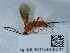  ( - NHMUK015058611)  @11 [ ] Unspecified (default): All Rights Reserved  Unspecified Unspecified