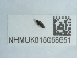  ( - NHMUK015058651)  @11 [ ] Unspecified (default): All Rights Reserved  Unspecified Unspecified