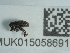 (Orchestes pilosus - NHMUK015058691)  @11 [ ] Unspecified (default): All Rights Reserved  Unspecified Unspecified
